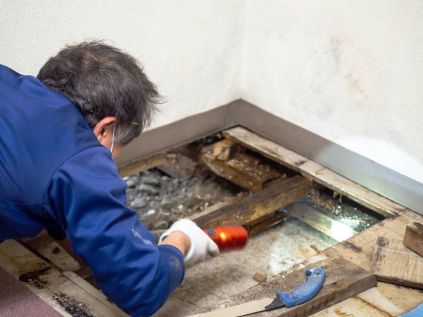 Best Commercial Mold Remediation in South Whitley, IN
