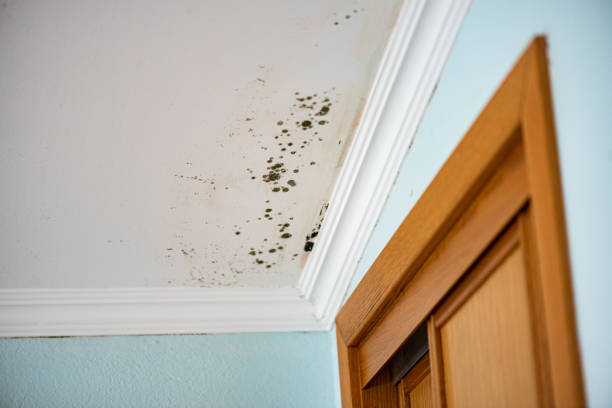 Best Emergency Mold Remediation in South Whitley, IN