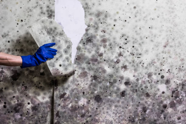 Best Residential Mold Remediation in South Whitley, IN